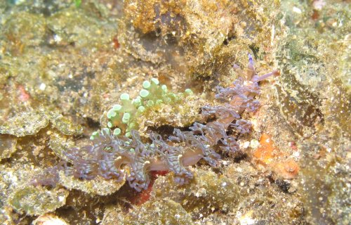 Pteraeolidia ianthina